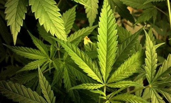 В Кривом Роге женщина пыталась подкинуть выращенную коноплю соседям