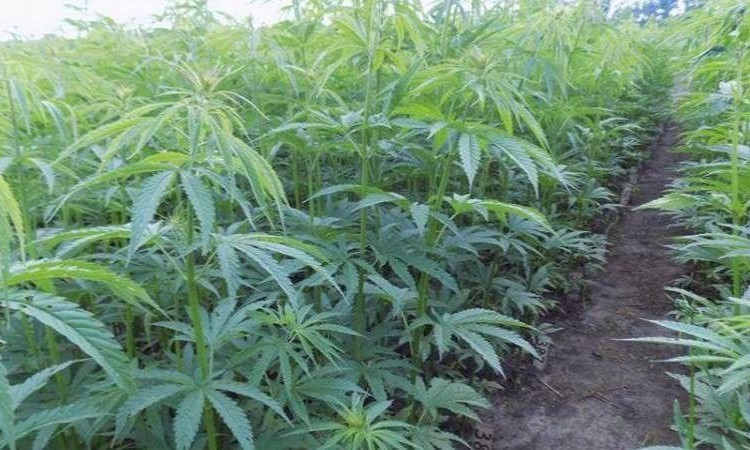 В Академии аграрных наук высказались о рентабельности производства конопли
