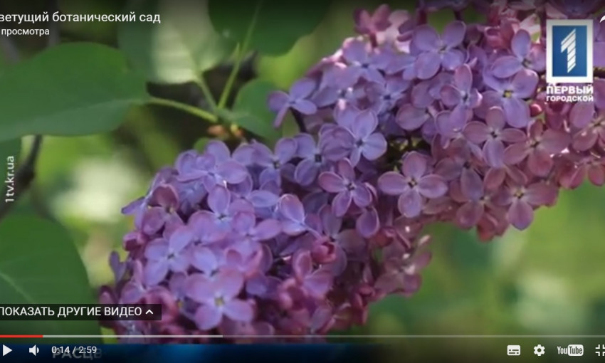 Эх, красота! В ботаническом саду расцвела сирень