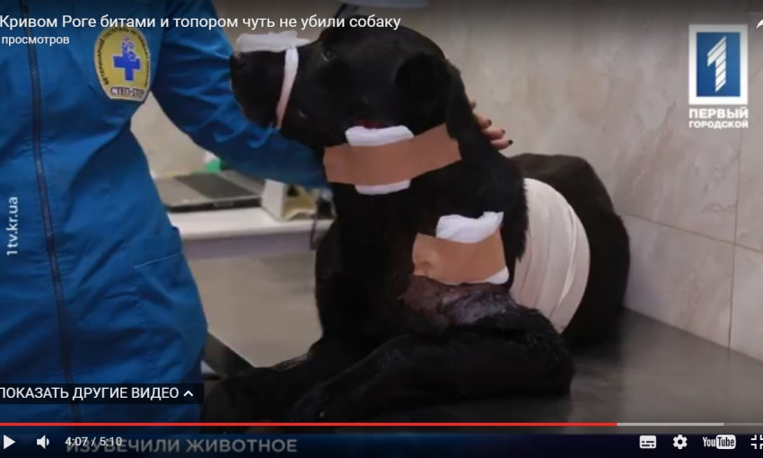 В Кривом Роге битами и топором чуть не убили собаку