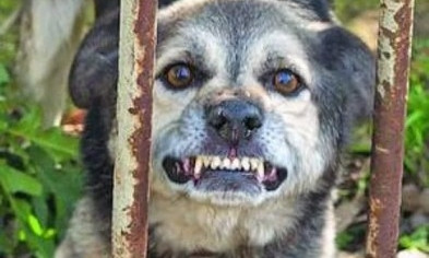 В Кривом Роге напряженна ситуация с бешенством животных