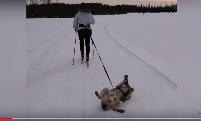 Видео с ленивым псом-лыжником стало вирусным! (видео)