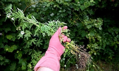 "Под корень": в Кривом Роге разрабатывают новые способы борьбы с амброзией