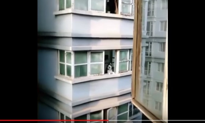 Чоловік навчився «розмовляти» по-собачому: кумедне відео «переговорів»