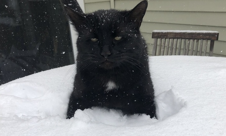 Страшный сон кота 