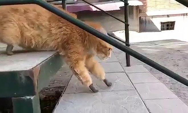 Трогательное видео: первые шаги кота на протезах