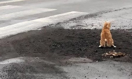 Николаевский кот оценил качество дорожных работ