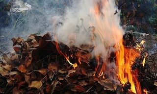 Криворожанам на заметку: почему нельзя сжигать листья