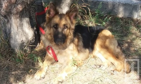 Собачники со всей страны соревновались в кинологических видах спорта на стадионе "Локомотив" в Кривом Роге