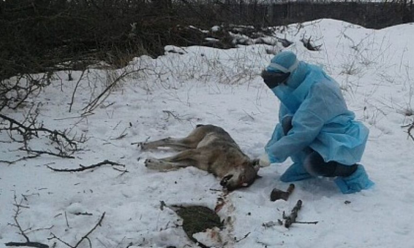 Кровожадного волка убили под Бердянском