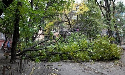 В Кривом Роге на женщину упала ветка