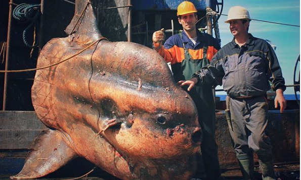 Моряк показал необычных обитателей подводных глубин (ФОТО)