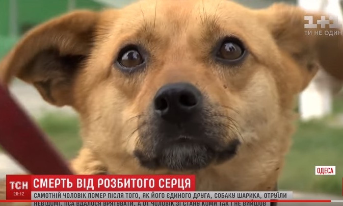 Чоловік не зміг пережити отруєння улюбленого пса і помер від втрати: відео