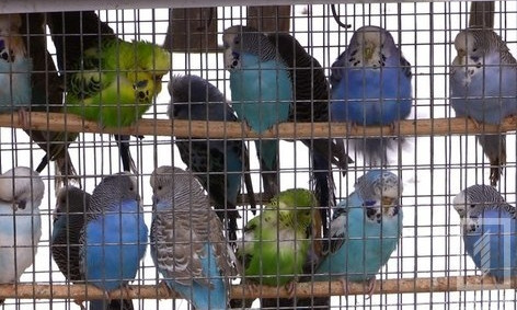 В Саксаганском районе открылась выставка голубей и декоративных птиц