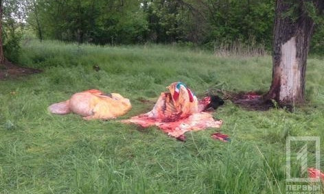 Ужас! В Кривом Роге украли корову и расчленили