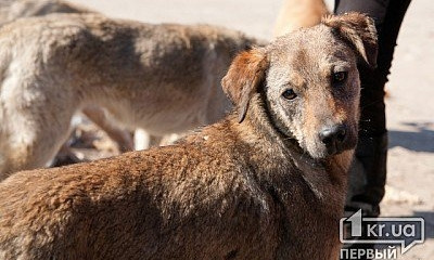 В Кривом Роге собак, отловленных на стерилизацию - убивают