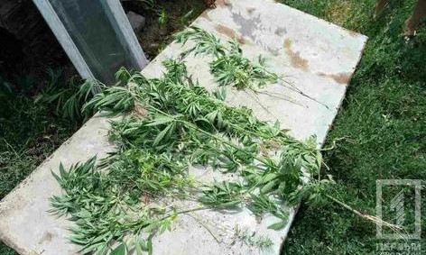 В Кривом Роге полиция изъяла 34 куста конопли