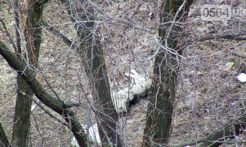 В Кривом Роге некому убрать труп бездомной собаки, который разлагается в десяти метрах от дороги