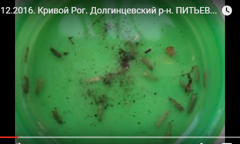 Какие ужасы для криворожан таит питьевая вода из крана?