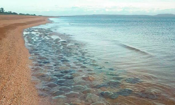 Туристы пожаловались на интоксикацию после купания в Азовском море