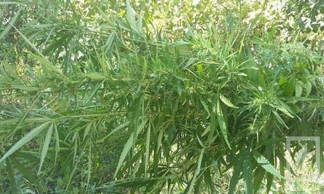 Полиция изъяла у криворожанина 46 кустов конопли