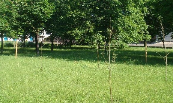 В Кривом Роге зеленеет сквер памяти Кузьмы Скрябина