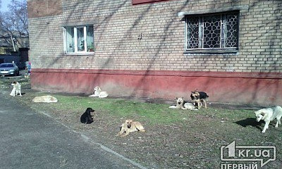 В Кривом Роге пересчитают бездомных собак