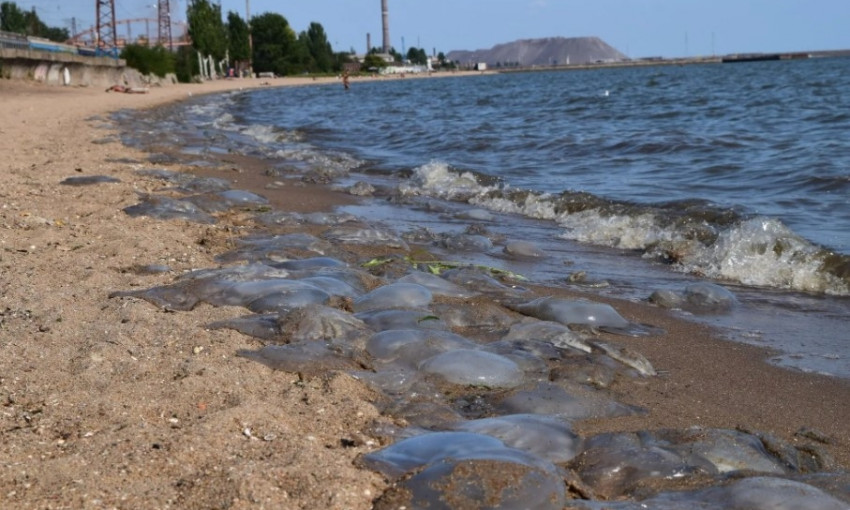 В Мариуполе увидели "кладбище" медуз (ФОТО, ВИДЕО)