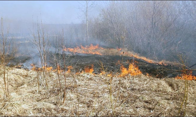 На Днепропетровщине с начала года потушили более 2900 пожаров в экосистемах