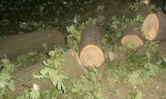 Полиция Кривого Рога задержала ночных лесорубов