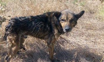 Полицейские спасли собаку из колодца