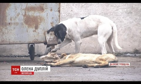 В Кривом Роге молодую маму с ребенком едва не разорвала стая бездомных собак