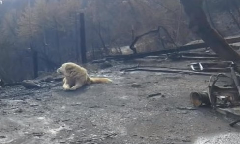 Пес преданно ждал хозяев на пепелище