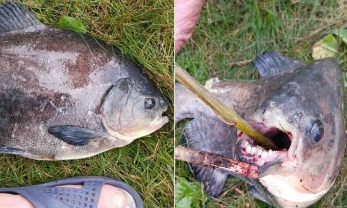 В одном из озер Киева поймали пиранью (ФОТО, ВИДЕО)