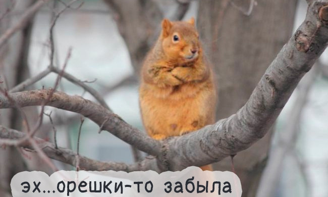 "В правительстве случился знатный конфуз". Воскресные анекдоты