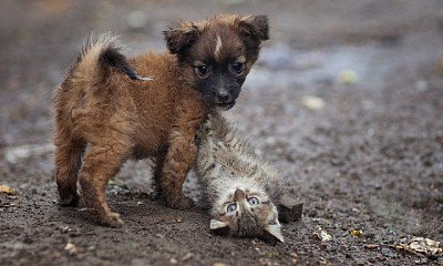 Бездомных собак и кошек посчитают весной