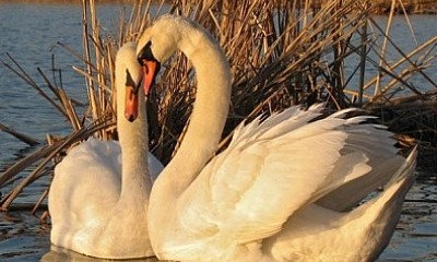 Криворожским браконьерам светят штрафы на десятки тысяч гривен