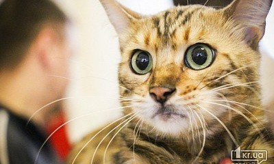 В Кривом Роге состоялась выставка полосатых и усатых 