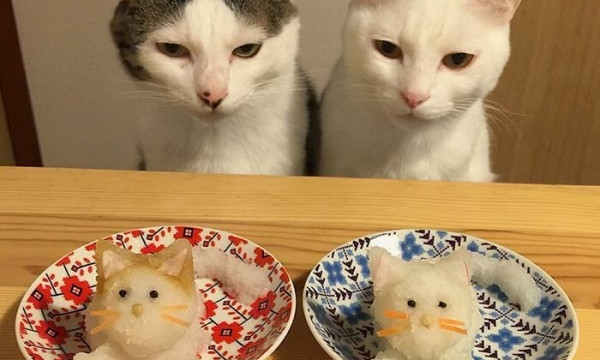 Кошачий дуэт инспектирует хозяйский стол