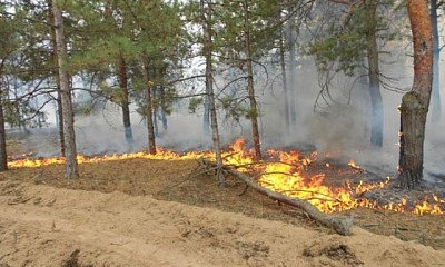 На Днепропетровщине горели гектары леса