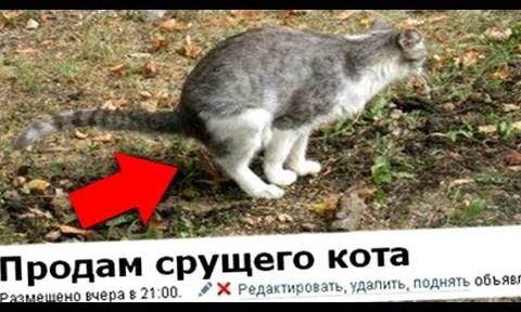 Смешно или тупо? Топ-18 самых бредовых интернет-объявлений