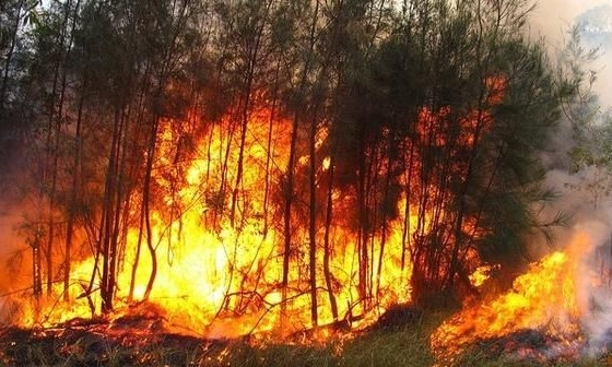  В Росії вирішили не гасити лісові пожежі, а спостерігати за ними