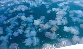После недавнего шторма на Азовском море отдых курортников отравляет нашествие медуз (ВИДЕО)
