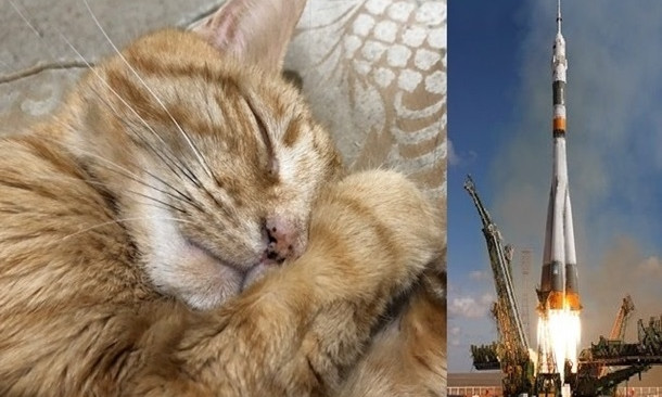 Хозяин планирует похоронить кота в космосе, в Сети уже скидываются