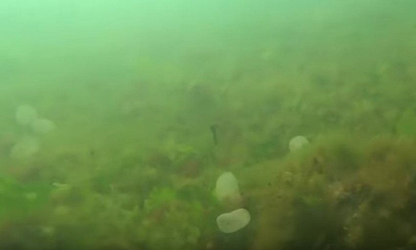 Морское дно в Одессе усеяно странными шариками (ВИДЕО)