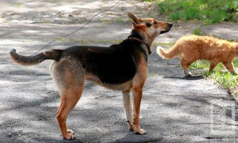 В Кривом Роге появится коммунальное предприятие, которое займётся бездомными животными