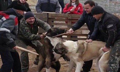 Тестовые испытания или собачьи бои - определит служебное расследование