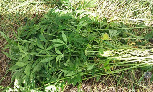 В Кривом Роге на огороде возле дома женщина вырастила кусты мака на 80 000 гривен