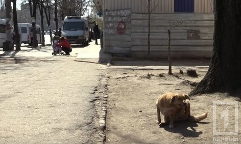 В Кривом Роге стая бездомных животных напала на женщину