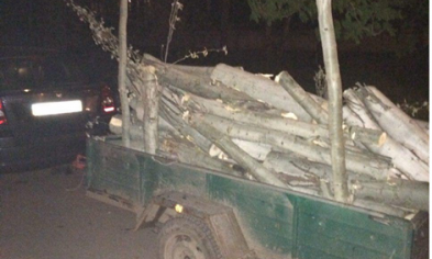 В Кривом Роге на элитном внедорожнике воровали древесину